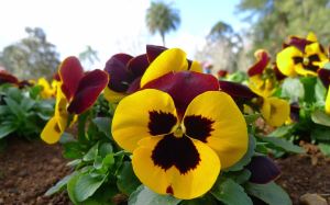 Pansy, Viola tricolor