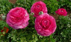 Peak flowering Ranunculus asiaticus