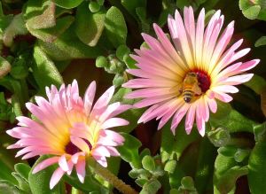 Livingstone Daisy, Dorotheanthus bellidiformis