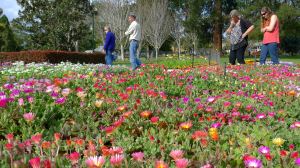 Livingstone Daisy, Dorotheanthus bellidiformis