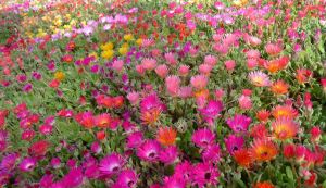 Livingstone Daisy, Dorotheanthus bellidiformis