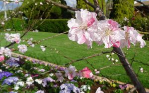 stonefruit require winter chilling to perform well