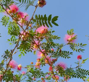 Surinam Powderpuff tree, Calliandra surinamensis