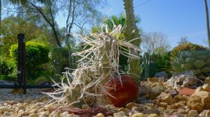Paper Spine Cactus, Tephrocactus articulatus