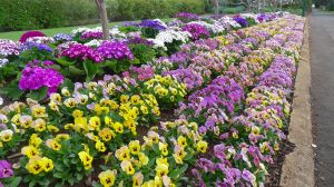 Perfect right now: Pansy, Viola tricolor and Cineraria, Pericallis x hybrida