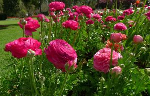 Perfect right now: Persian Buttercup, Ranunculus asiaticus