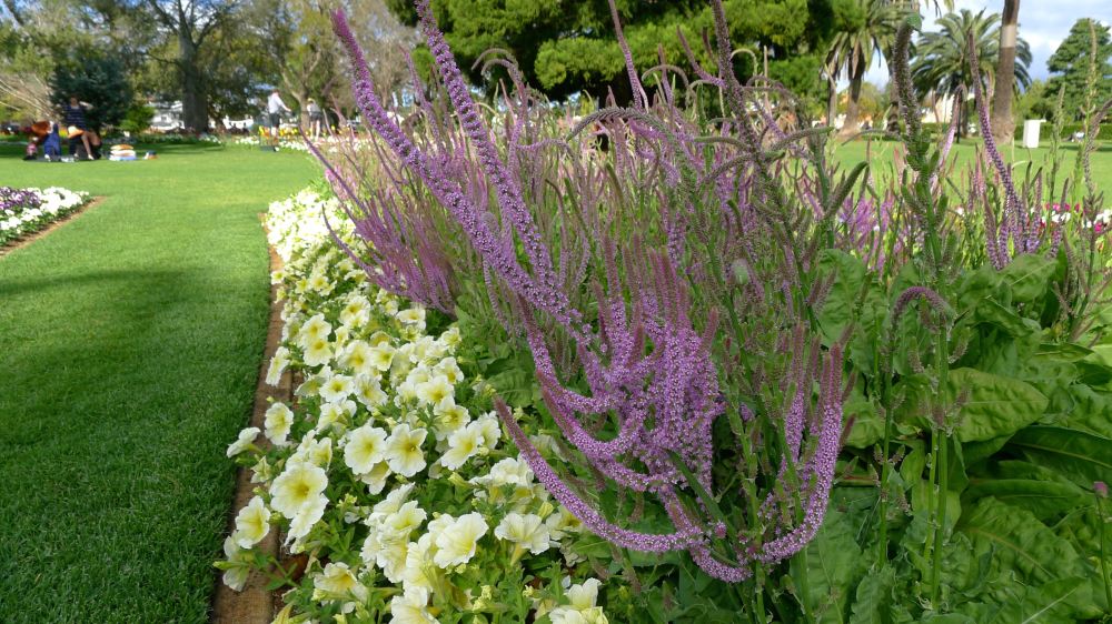 Exquisite combination: Russian or Rat-tail statice, Psylliostachys suworowii (syn. Limonium) with petunia