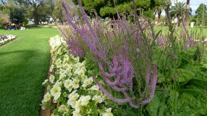 Exquisite combination: Russian or Rat-tail statice, Psylliostachys suworowii (syn. Limonium) with petunia
