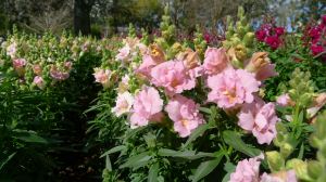 Snapdragon, Antirrhinum majus 'Madame Butterfly'