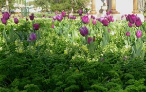 Flowering slightly out of synch