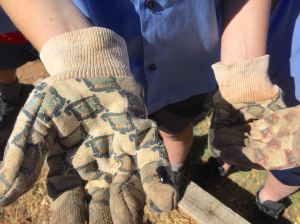 Surinam Cockroach, an alternative to compost worms. St Joseph's School, Barcaldine