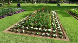 Tulips finished a fortnight before the Carnival of Flowers