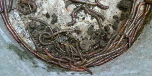 50 worms per sq metre at Bellis