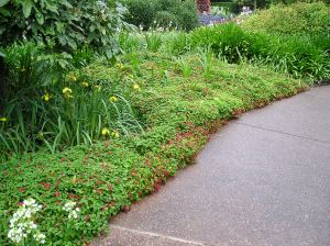 Good choice: Acalypha 'Summer Love' at Roma Street Parkland