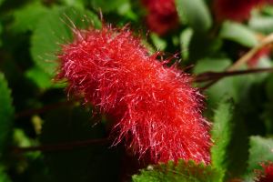 Good choice: Acalypha 'Summer Love'