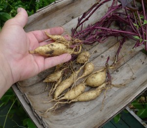 Good choice: sweetpotato 'Ace of Spades'