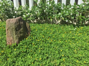 Invasive habit: Pinto peanut, Arachis pintoi