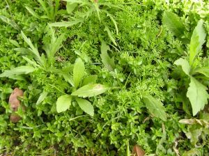 Listen to Bindii: it's telling you what is going wrong in turf