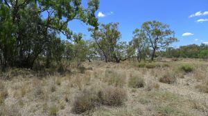Native grasses amongst Coolabah and Bimblebox, Moree