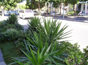 Dangerous nature strips: Yucca in James St, Brisbane