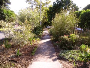Duncan Street nature strip, Brisbane
