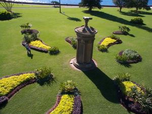 Golden sweetpotato, Sydney Botanic Gardens