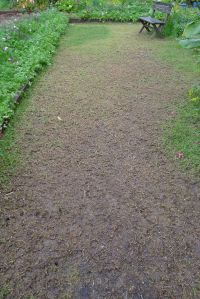 compaction of turf by heavy visitation