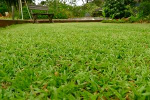 Turf restored after compaction and wear