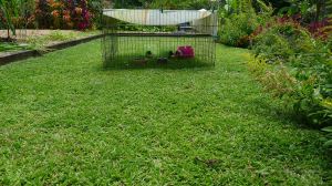 one guinea pig per 20 sq metres: lawn mowing for 7 months each year