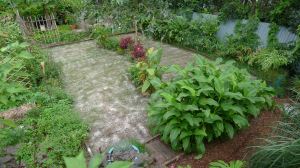Sustainable Lawn treated with dolomite at Bellis