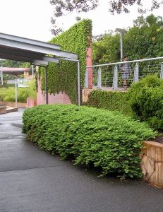 Good choice: Juniperus conferta