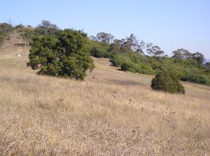 Kangaroo grass, Themeda australis, Mt Annan botanic garden