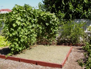 Dried Lawn clippings used as a thin mulch