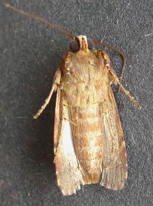 male Lawn Armyworm moth, Spodoptera mauritia