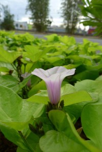 Good choice: golden sweetpotato 'Marguerite' in bloom