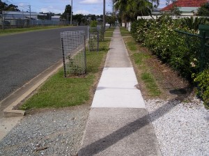Bellis nature strip in transition: council donated tree cages in place