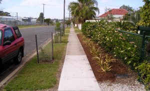 Bellis nature strip in transition: Aloe vera planted on raised ridge of soil