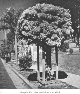 Bougainvillea in nature strip, Brisbane, 1952