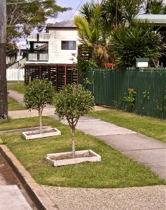 Tree pit - ideal for contained planting, Wynnum