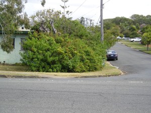 Bad choice: Invasive Schinus terebinthifolius blocking path Wassel St