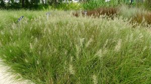 Dwarf Pennisetum alopecuroides