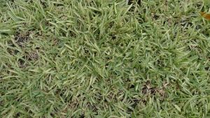 Buffalo grass, Stenotaphrum secundatum 'Variegatum'