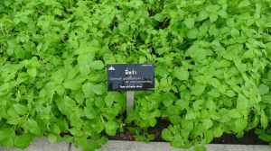 Basil, Ocimum