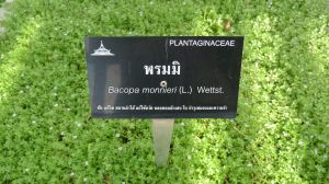 Brahmi herb, Bacopa monnieri