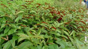 Excoecaria cochinchinensis var cochinchinensis