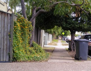 Bad Choice: Invasive Black-eyed Susan (Thunbergia), Norman park