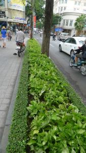 Posh nature strip: Philodendron, Ho Chi Minh City, Vietnam