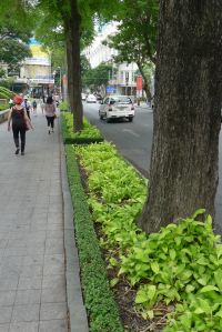 Posh nature strip: Philodendron, Ho Chi Minh City, Vietnam