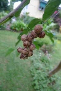 Lawn Armyworm biocontrol: Bird-dropping spider, Celaenia excavata, syn C. kinbergii