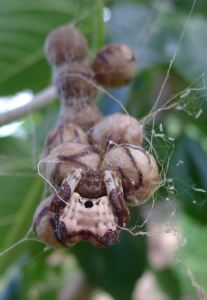 Lawn Armyworm biocontrol: Bird-dropping spider, Celaenia excavata, syn C. kinbergii